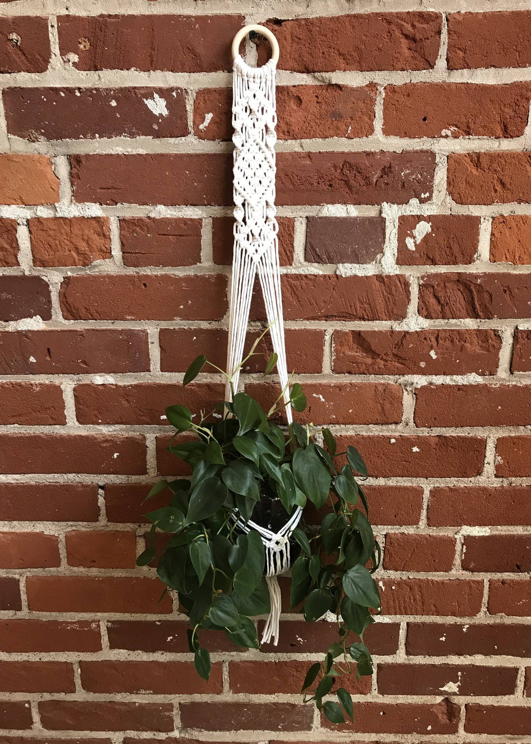 DIY Macrame Plant Hanger Kit - The Evelyn-Macrame-Tangled Up In Hue-Acorns &amp; Twigs