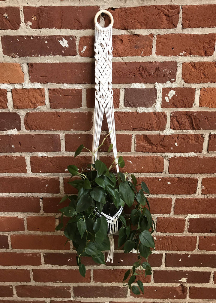 DIY Macrame Plant Hanger Kit - The Evelyn-Macrame-Tangled Up In Hue-Acorns &amp; Twigs