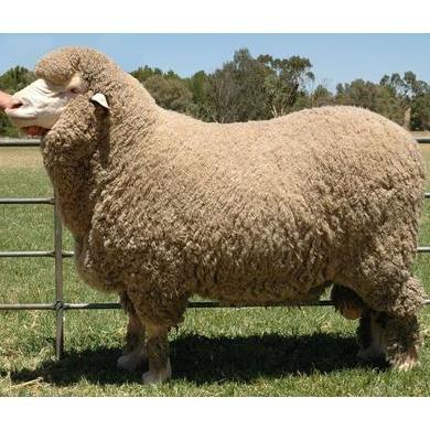 1 oz Australian Merino Wool Top-Natural Top Wool-Acorns & Twigs-Acorns & Twigs