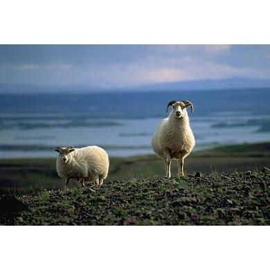 1 oz Icelandic Top-Natural Top Wool-Acorns & Twigs-Acorns & Twigs