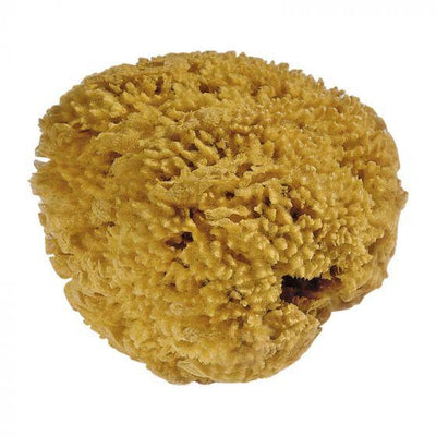 Natural Sea Sponge Variable Sizes 1 Piece-Painting-Mercurius-Acorns & Twigs